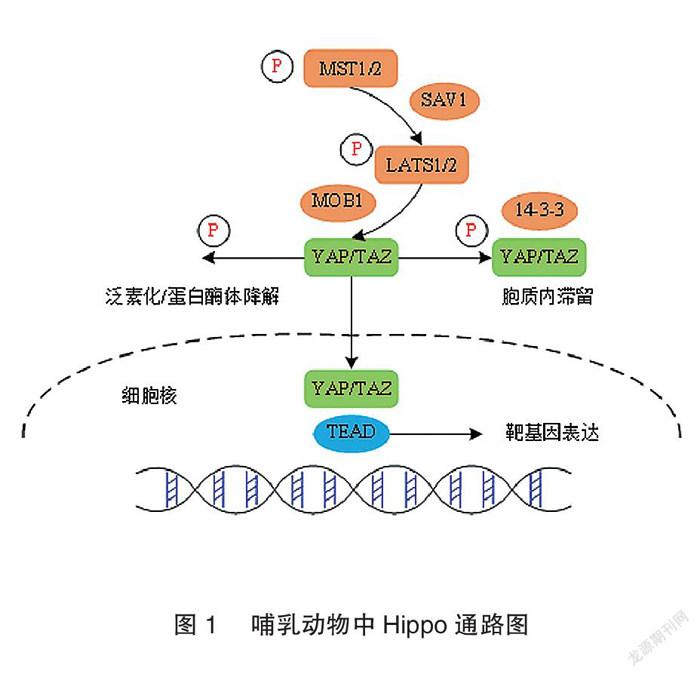 Hippo Yap Taz通路在肿瘤免疫调节中的作用研究进展 医药论文