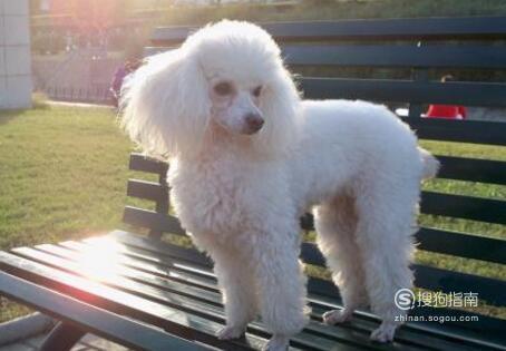 要开元棋牌- 开元棋牌官网 - 开元棋牌APP下载建设规范的宠物交易市场