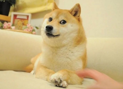 Doge是什么梗 Doge梗意思介绍