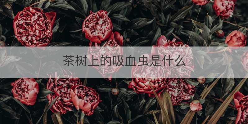 茶树上的吸血虫是什么