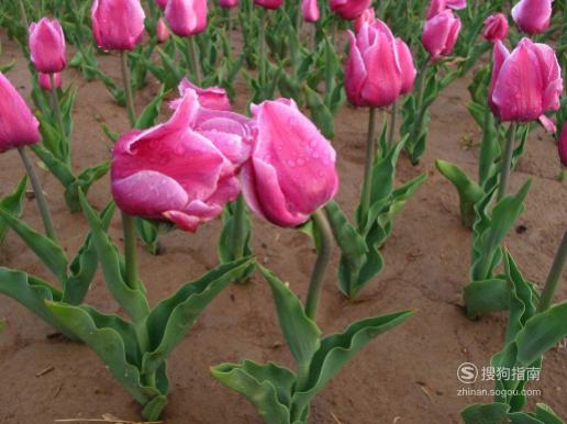 什么花孕妇最好不要去接触