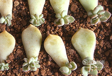 多肉植物：养护指南与栽培技巧